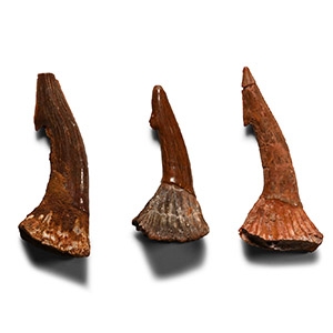 Fossil Sawfish Rostral Spine Group