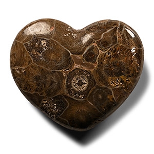 Heart-Shaped Fossil Coral Head