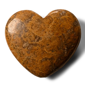 Polished Fossil Coral Head Palm Stone