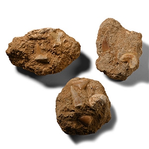 Fossil Shark Tooth and Fish Bone Group