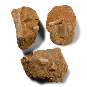 Fossil Shark Tooth and Fish Bone Group