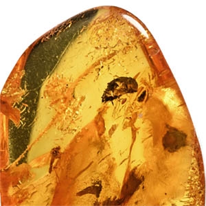 Insects in Polished Amber