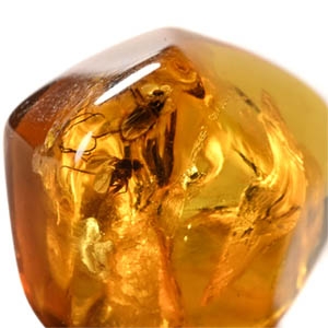 Insects in Polished Amber