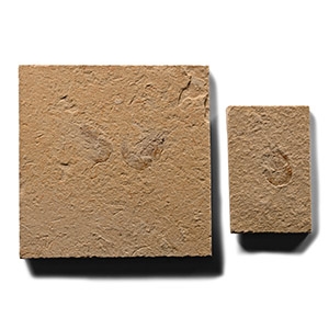 Fossil Shrimp in Matrix Group