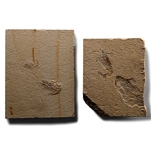 Fossil Shrimps in Matrix Group