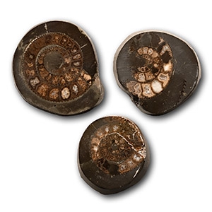 Whitby Dac Polished Fossil Ammonites