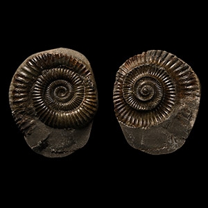 Whitby Dac Fossil Ammonite Nodule