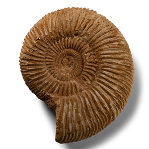 Fossil Perisphinctes Ammonite