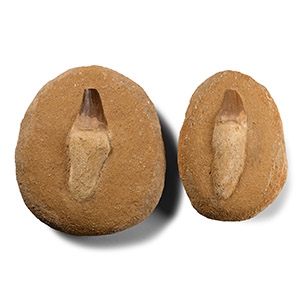 Composite Fossil Mosasaur Marine Dinosaur Tooth Group