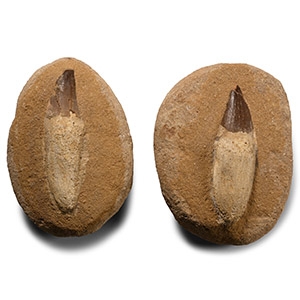 Composite Fossil Mosasaur Marine Dinosaur Tooth Group