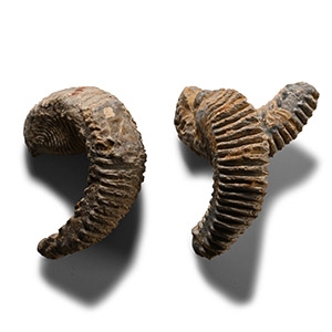 Fossil Rastellum Bivalve Group