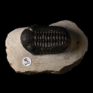 Fossil Phacops Trilobite