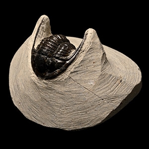 Fossil Cornuproetus Trilobite