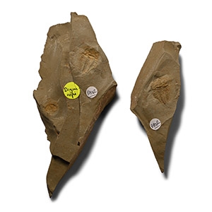 Fossil Daguinaspis Trilobite