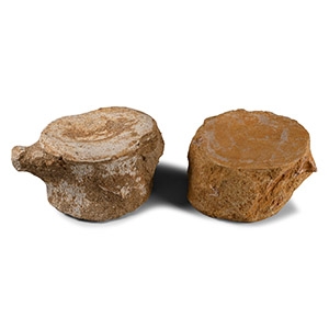 Fossil Plesiosaur Vertebrae Pair