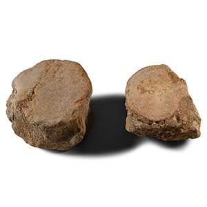 Fossil Plesiosaur Maine Dinosaur Vertebrae Pair