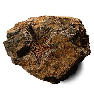 Fossil Petraster Starfish