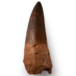 Large Fossil Spinosaurus Dinosaur Tooth