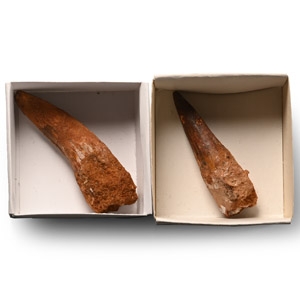 Fossil Spinosaurus Dinosaur Tooth Pair