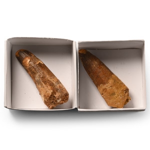 Fossil Spinosaurus Dinosaur Tooth Pair