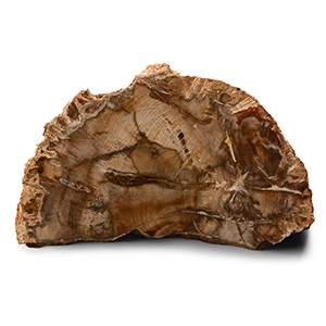 Polished Fossil Tree Slice