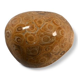 Polished Fossil Coral Head