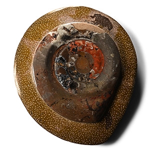 Polished Fossil Goniatite Plate