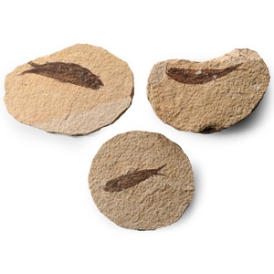 Green River Knightia Fossil Fish Group