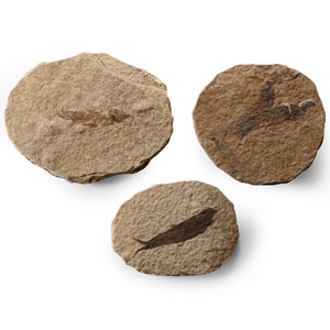 Green River Fossil Knightia Fish Group