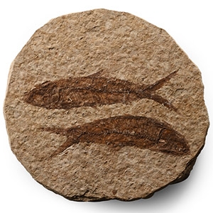 Fossil Knightia Alta Fish Group