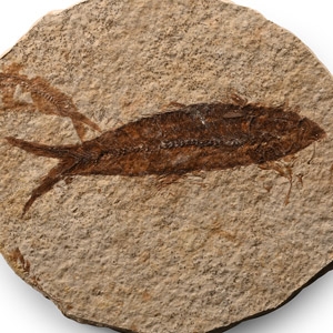 Fossil Knightia Alta Fish
