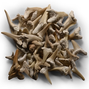Fossil Sand Shark Tooth Group