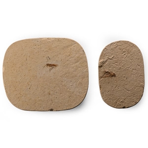 Fossil Grasshopper Pair