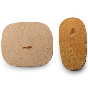 Fossil Grasshopper Pair