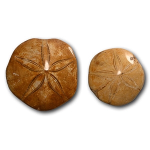 Polished Fossil Sand Dollar Pair
