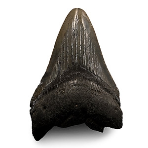 Fossil Megalodon Giant Sharks Tooth