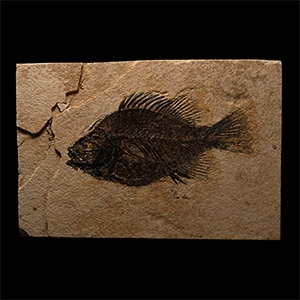 Green River Fossil Priscacara Fish