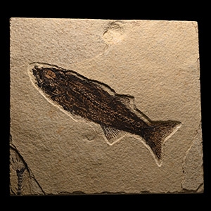 Green River Fossil Mioplosus Fish