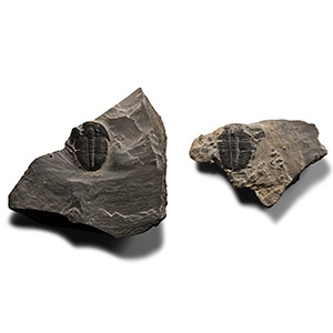 Fossil Elrathia Trilobite Group