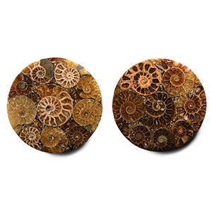 Polished Fossil Ammonite Coaster Pair