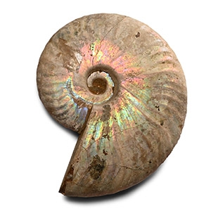 Iridescent Fossil Cleoniceras Ammonite