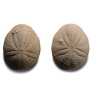 Fossil Sea Urchin Pair