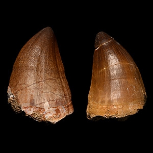 Large Fossil Mosasaur Marine Dinosaur Teeth