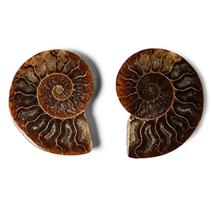 Cut and Polished Fossil Ammonite