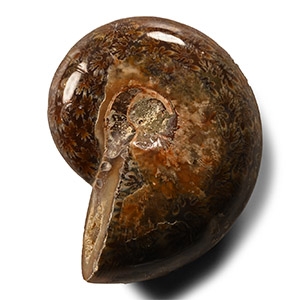 Polished Fossil Cleoniceras Ammonite