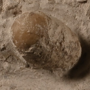 Fossil Snake Egg in Matrix