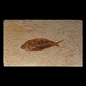Fossil Primigatus Fish