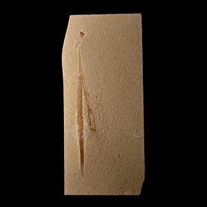 Fossil Sapindopsis Plant Leaves