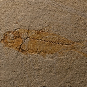 Wyoming Fossil Knightia Fish