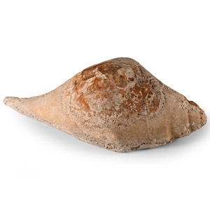 Western Asiatic Ground-Down Pierced Shell Mount